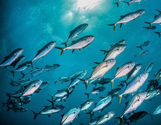 Dive Deep into the Benefits of Marine Collagen Capsules
