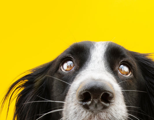 Your Pets can benefit from Holy Cow Health Colostrum