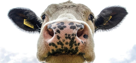 Unveiling the Health Benefits of Bovine Colostrum