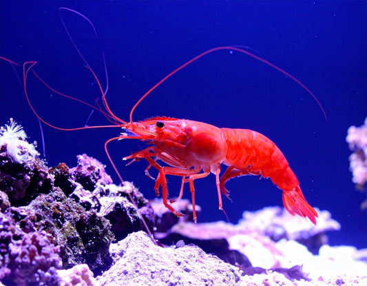The Mega Omega-3 Supplement: Unlock the Power of Antarctic Krill Oil
