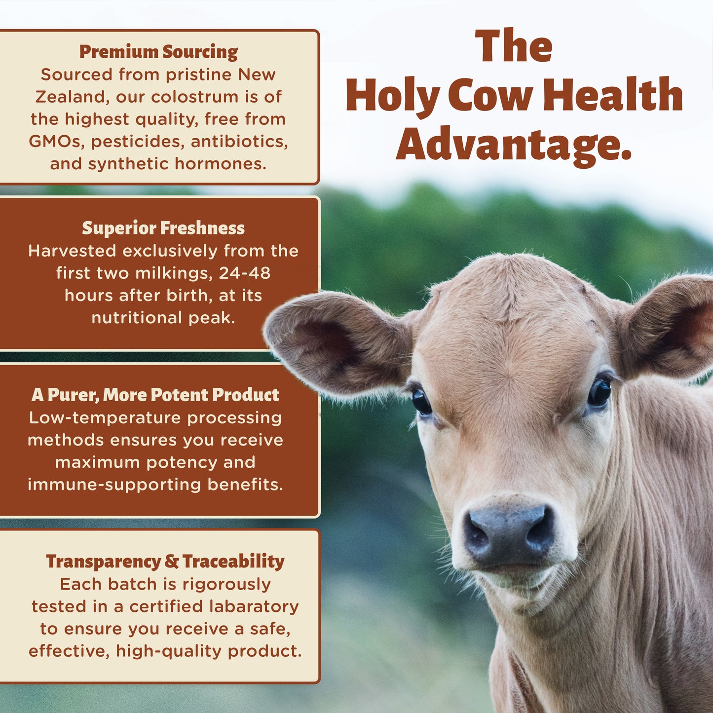 Colostrum Powder
