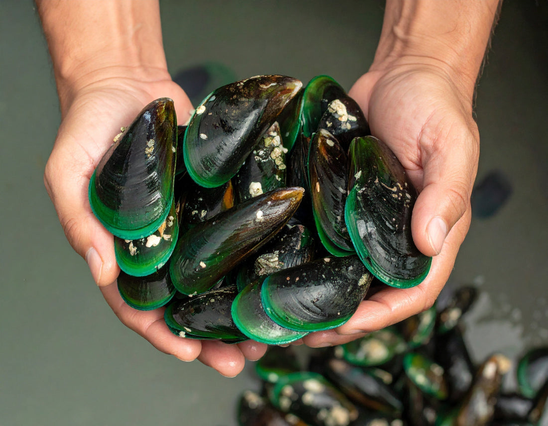 Nature’s Answer to Inflammation: Harnessing the Healing Power of Green Lipped Mussel Capsules