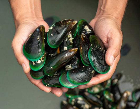 Nature’s Answer to Inflammation: Harnessing the Healing Power of Green Lipped Mussel Capsules