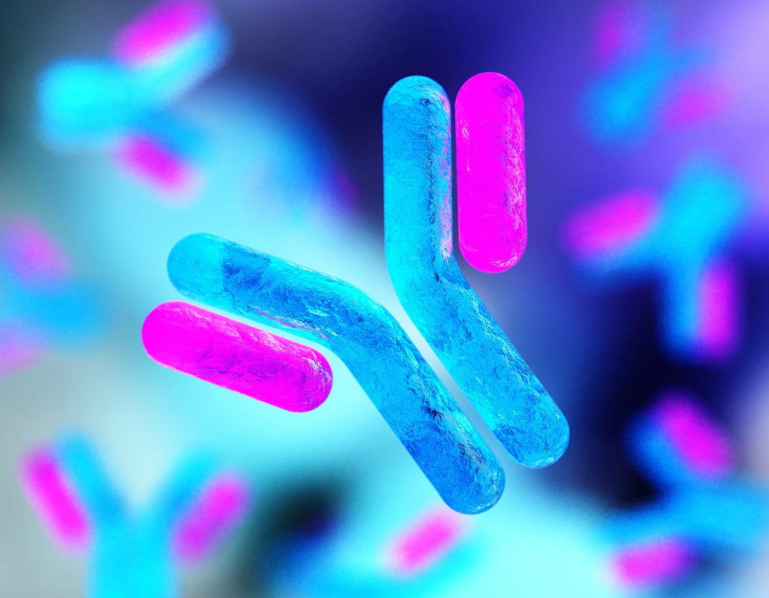 Understanding Immunoglobulin G (IgG): The Immune Powerhouse in Colostrum
