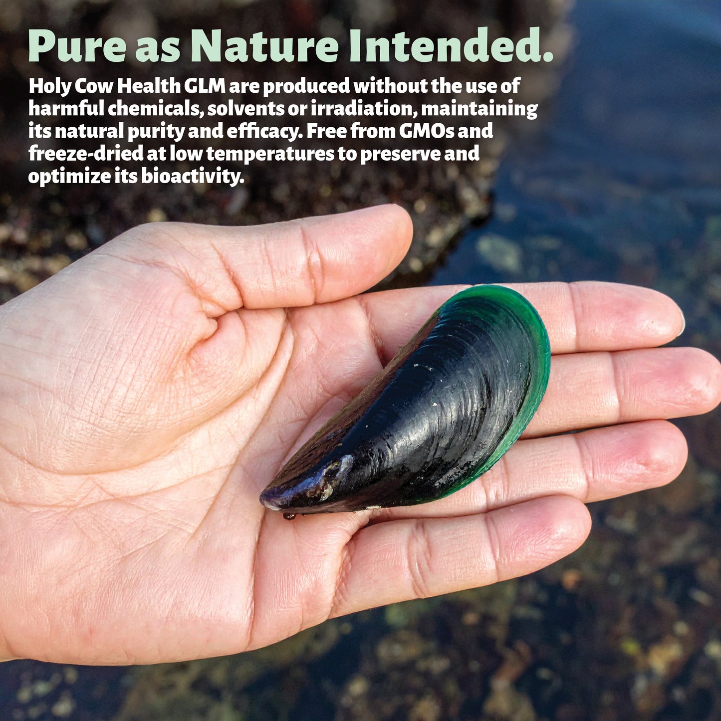 Green Lipped Mussel Capsules