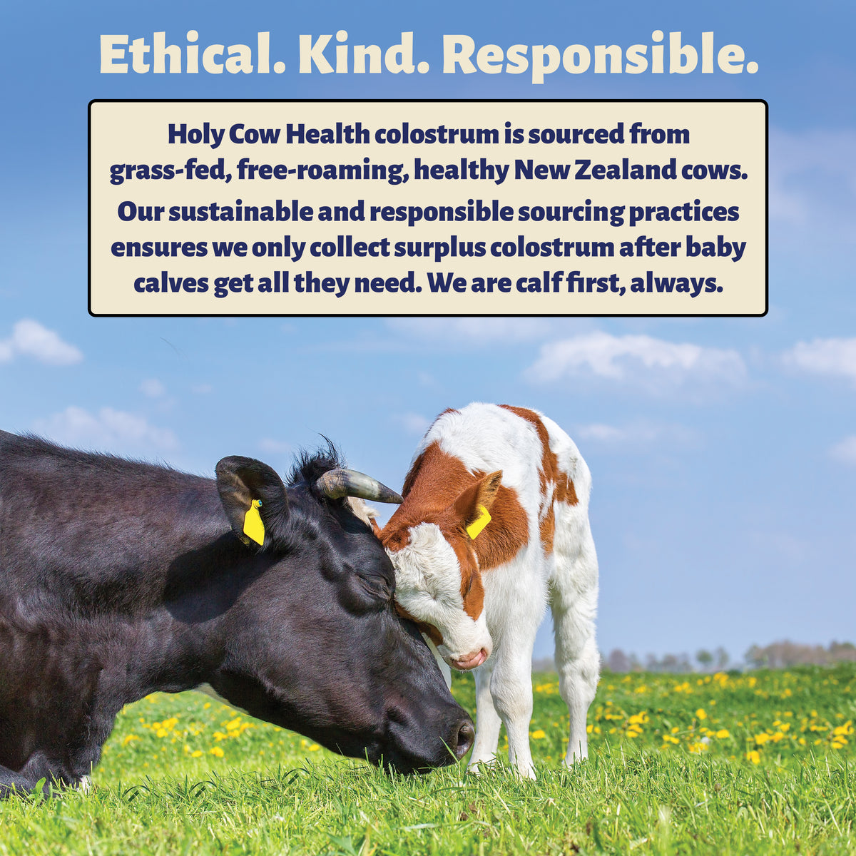 NZ Colostrum Capsules – Gut & Immune Support | Holy Cow Health